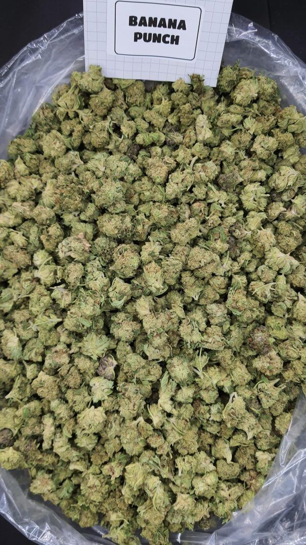 Bulk Banana Punch Thca Flower Smalls On Light Assist