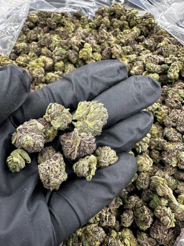 Jet Fuel Runts Smalls Zaza Thca Flower