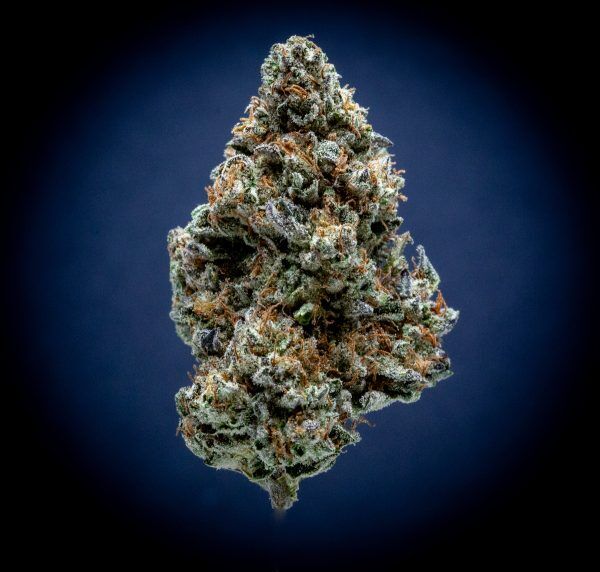 Magic Night Light Assist Thca Flower