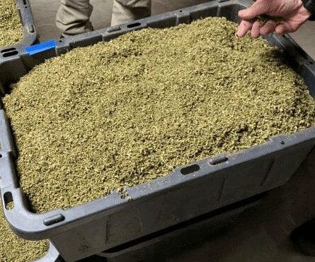 Bulk Hemp Biomass