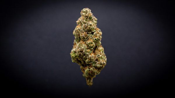 Candy Cane Light Assist Thca Flower