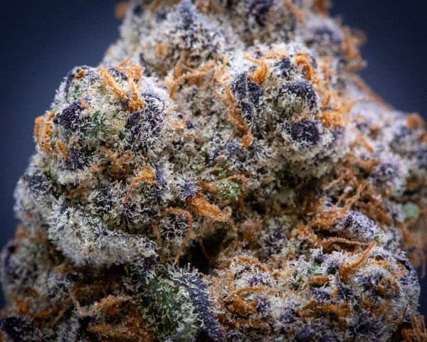 Wholesale Glitter Bomb Indoor Thca Flower