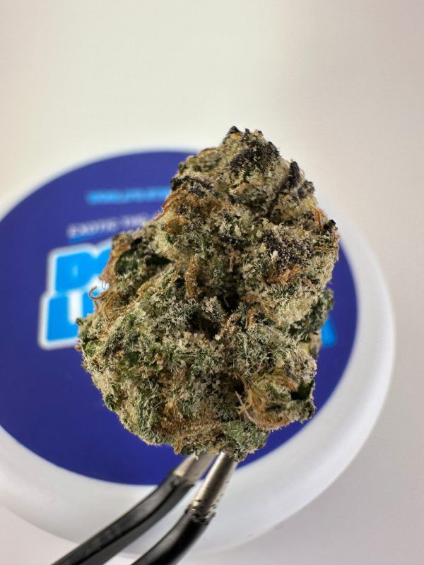 Doughlicious Blue Nerdz Exotic Thca Flower - Sativa
