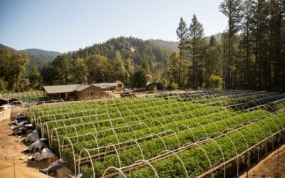 Sowing the CBD Hemp Seeds of Growth: Industrial Hemp Farming for CBD Production (Guide)