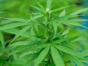 Compliance And Legal Expertise